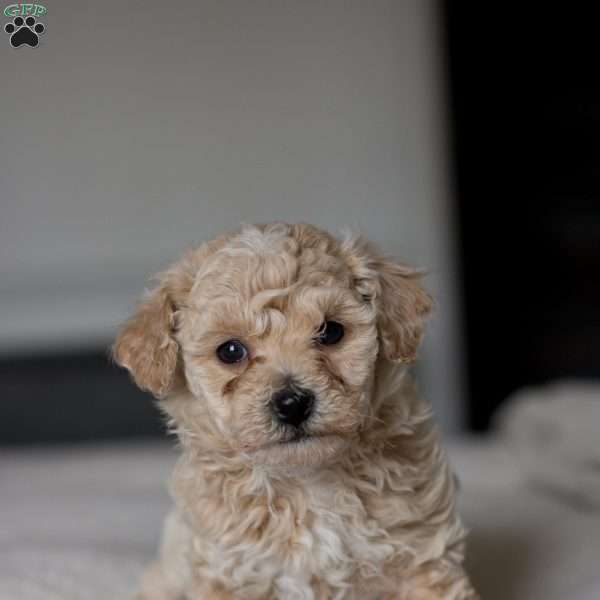 Beau, Bich-Poo Puppy